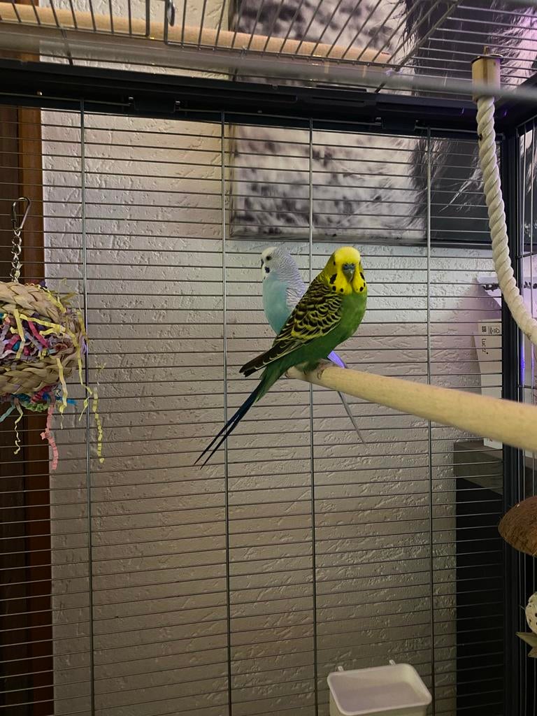 Grasparkieten koppel man, Mannelijk, Parkiet, Tam