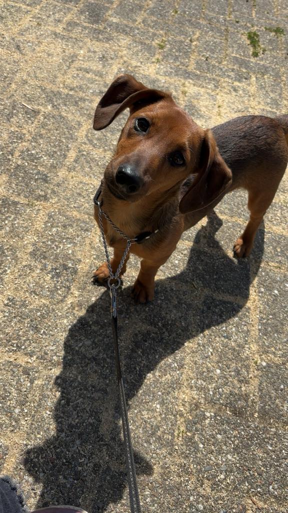 N.T.K. Dekreu aangeboden jackrussell x kaninchen teckel, Dieren en Toebehoren, Reu, 1 tot 2 jaar, Parvo, Eén hond