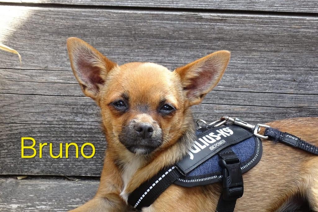 Dekreu chihuahua, Dieren en Toebehoren, Reu, 1 tot 2 jaar, Meerdere, Chihuahua