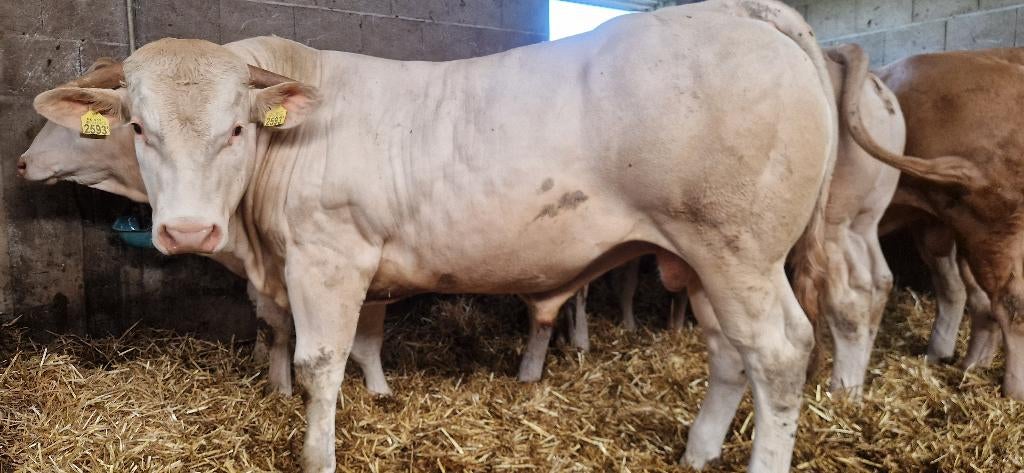 Te koop blonde d'aquitaine stamboek fokstier, Dieren en Toebehoren, Mannelijk, 0 tot 2 jaar