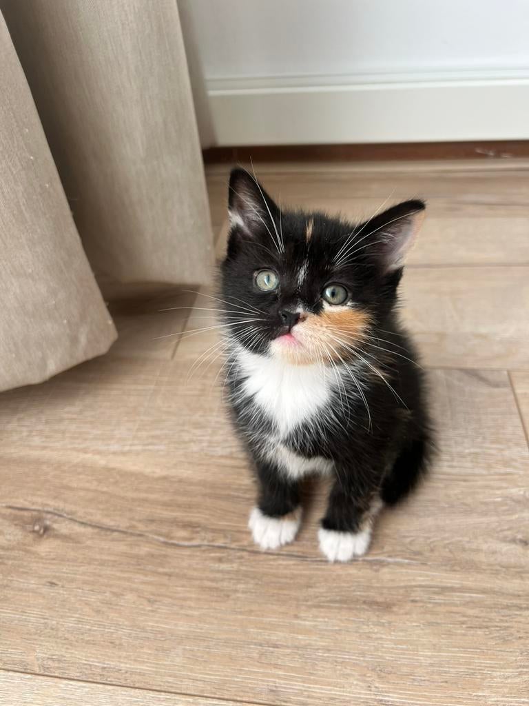 Kittens gekruisd/gemixte ras. Brits/ragdoll met Eu-korthaar, Poes