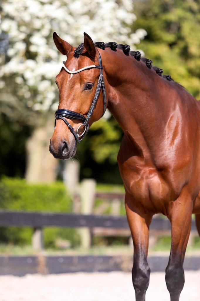 Mooie 4 jarige gezonde ruin!, Dieren en Toebehoren, Ruin, Dressuurpaard, 3 tot 6 jaar