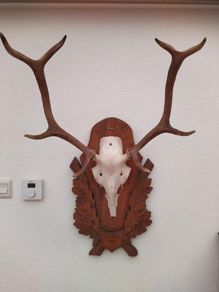 Gewei van edelhert op schedel en houten schild, Ophalen