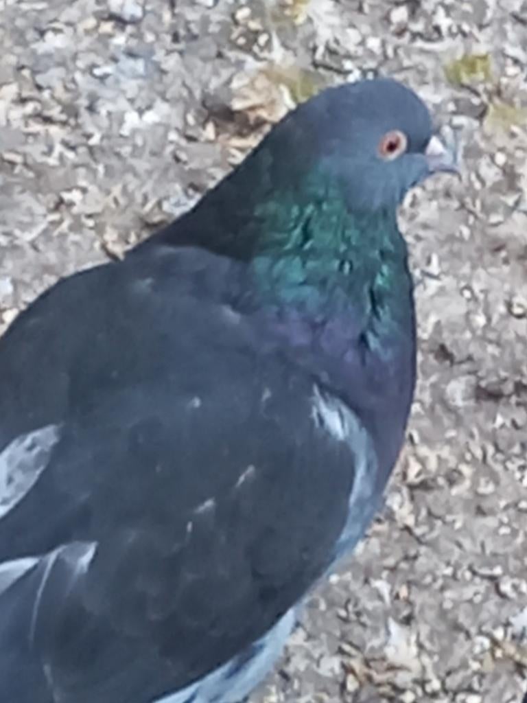 Kropper Hollandse duivin Haagse tilduif, Dieren en Toebehoren, Vrouwelijk, Kropper