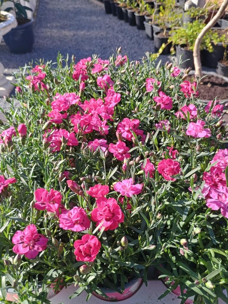 Te koop tuin anjers, Ophalen, Overige soorten, Volle zon