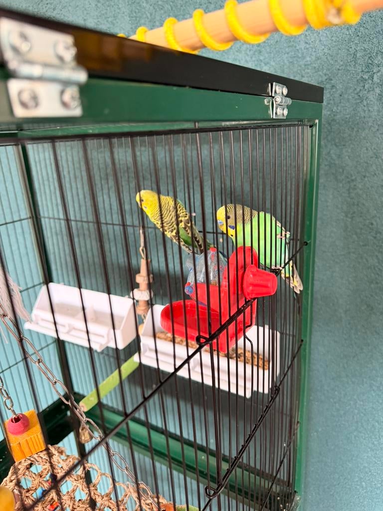 2 parkieten incl. Kooi, Dieren en Toebehoren, Vogels | Parkieten en Papegaaien, Mannelijk, Parkiet