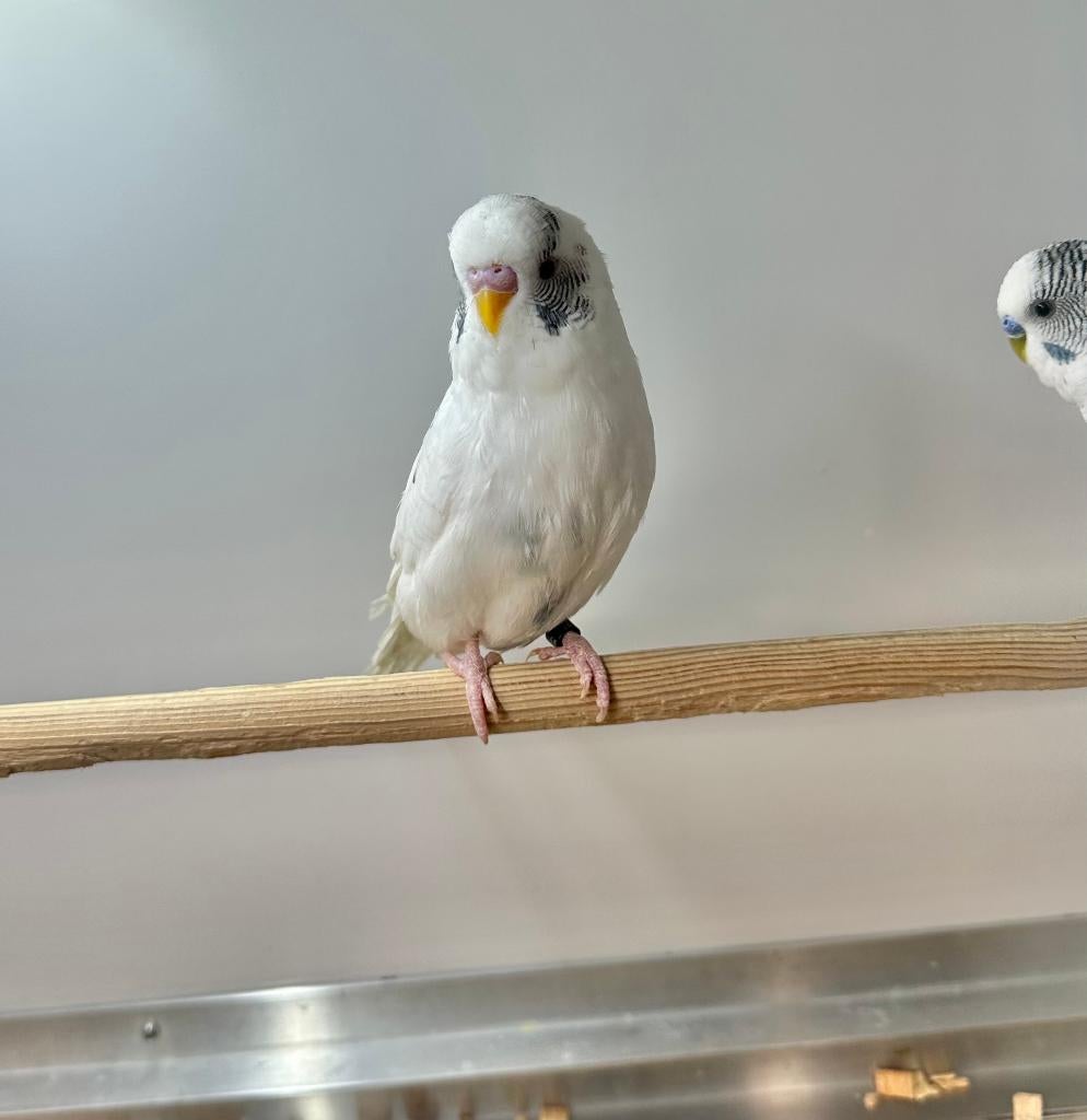 Bonte split blackface parkiet man, Mannelijk, Parkiet