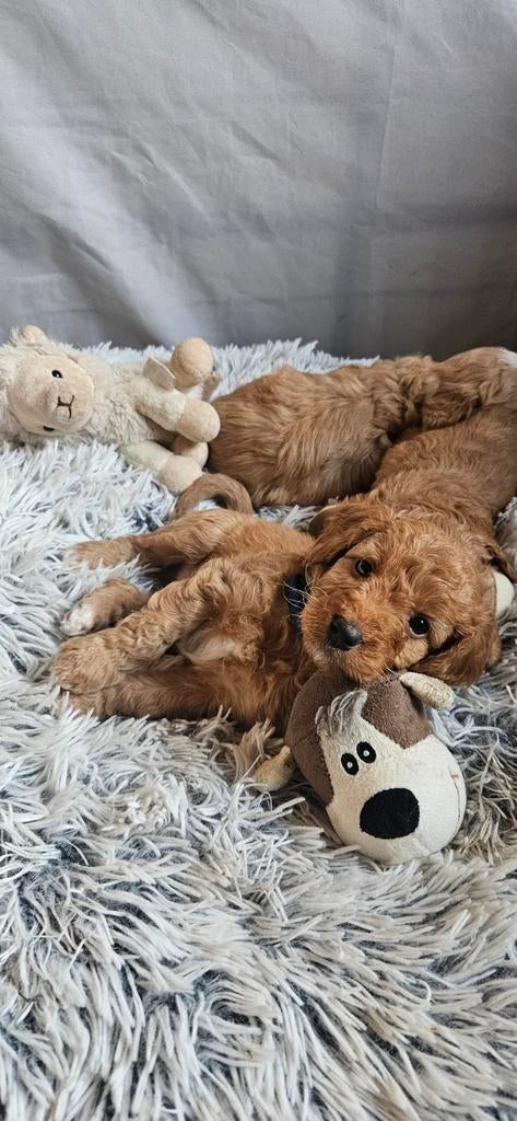Australian Labradoodle medium/toy, 8 tot 15 weken, Parvo, Meerdere, Meerdere dieren