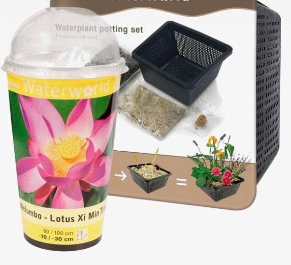 Kweek je eigen Heilige Lotus – Complete Kweekset, Ophalen of Verzenden, Nieuw, Overige typen