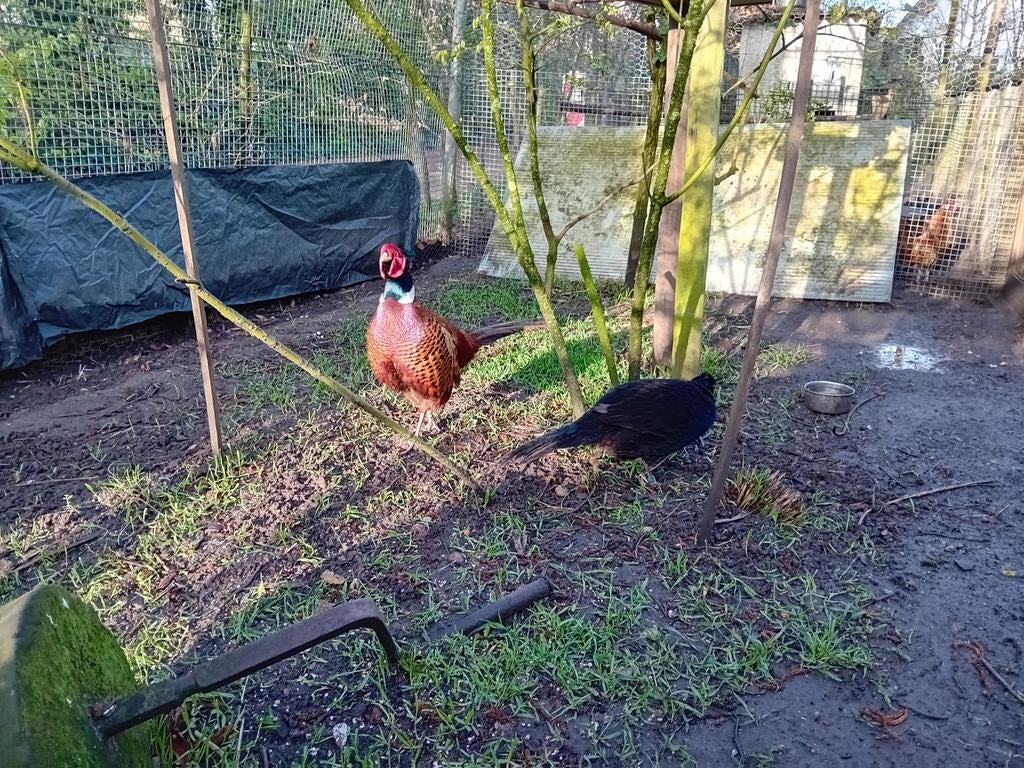 Broedeieren fazant., Dieren en Toebehoren, Pluimvee, Geslacht onbekend, Kip