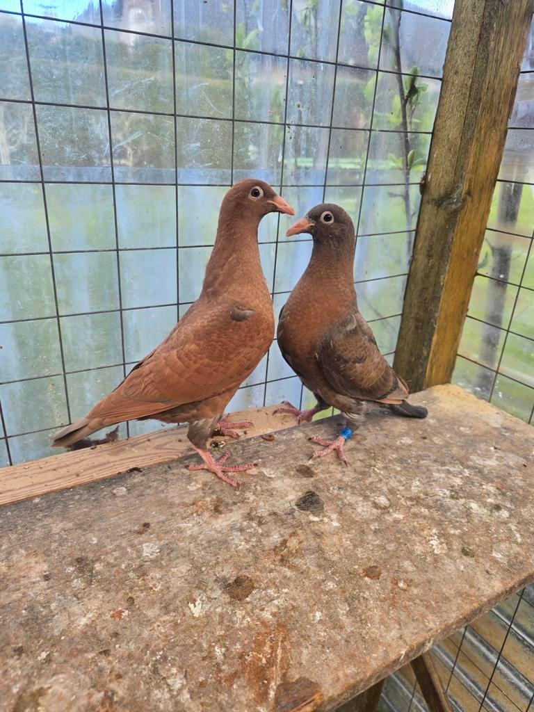Jonge postduiven duiven, Dieren en Toebehoren, Meerdere dieren, Postduif
