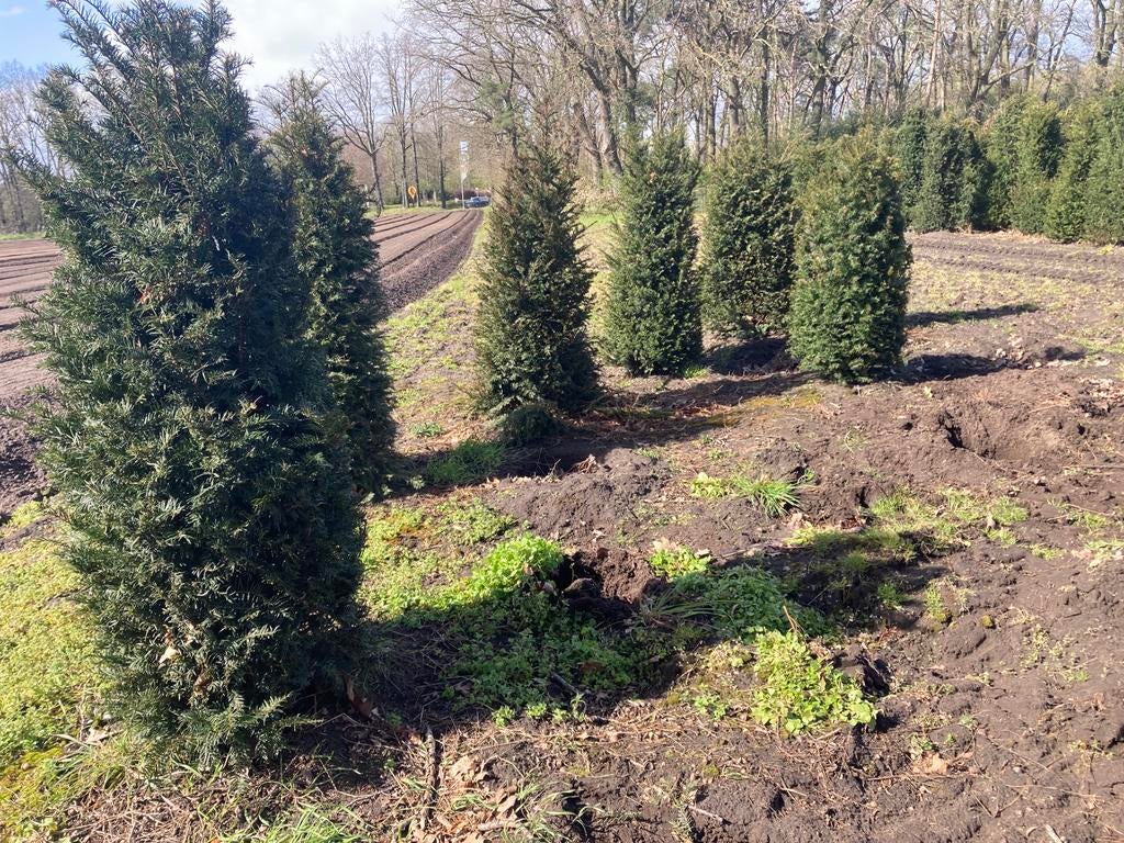 Taxus in de aanbieding, Ophalen, Taxus
