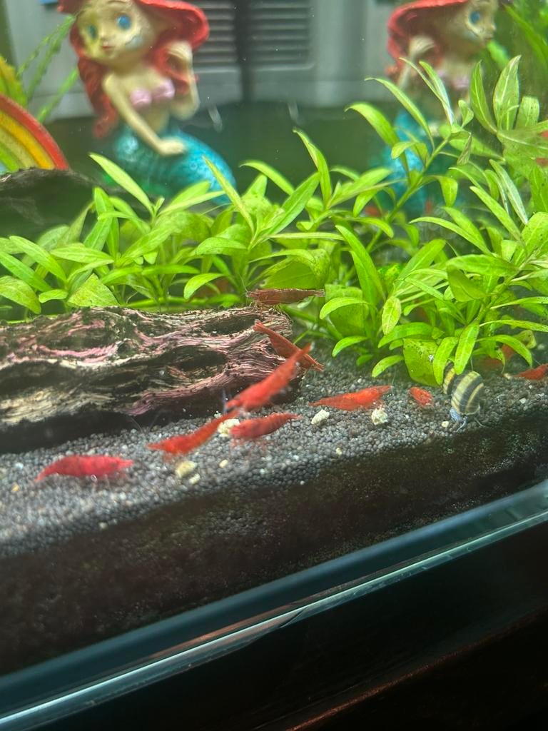 Bloody Mary garnalen, Kreeft, Krab of Garnaal