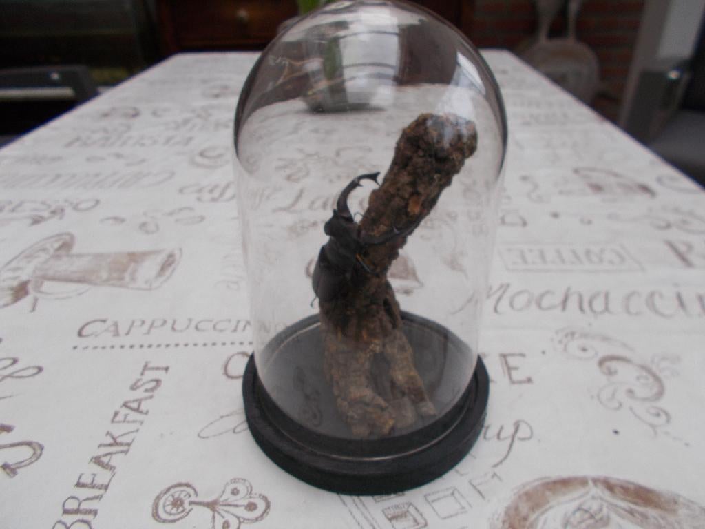 geprepareerde vliegend hert, Verzamelen, Ophalen of Verzenden, Nieuw, Insect, Gewei of Kop