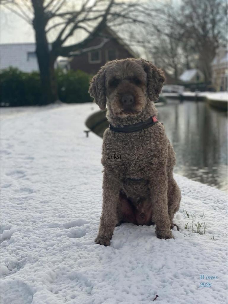 Oppas voor hond(en) en huis, Ophalen of Verzenden, Nieuw