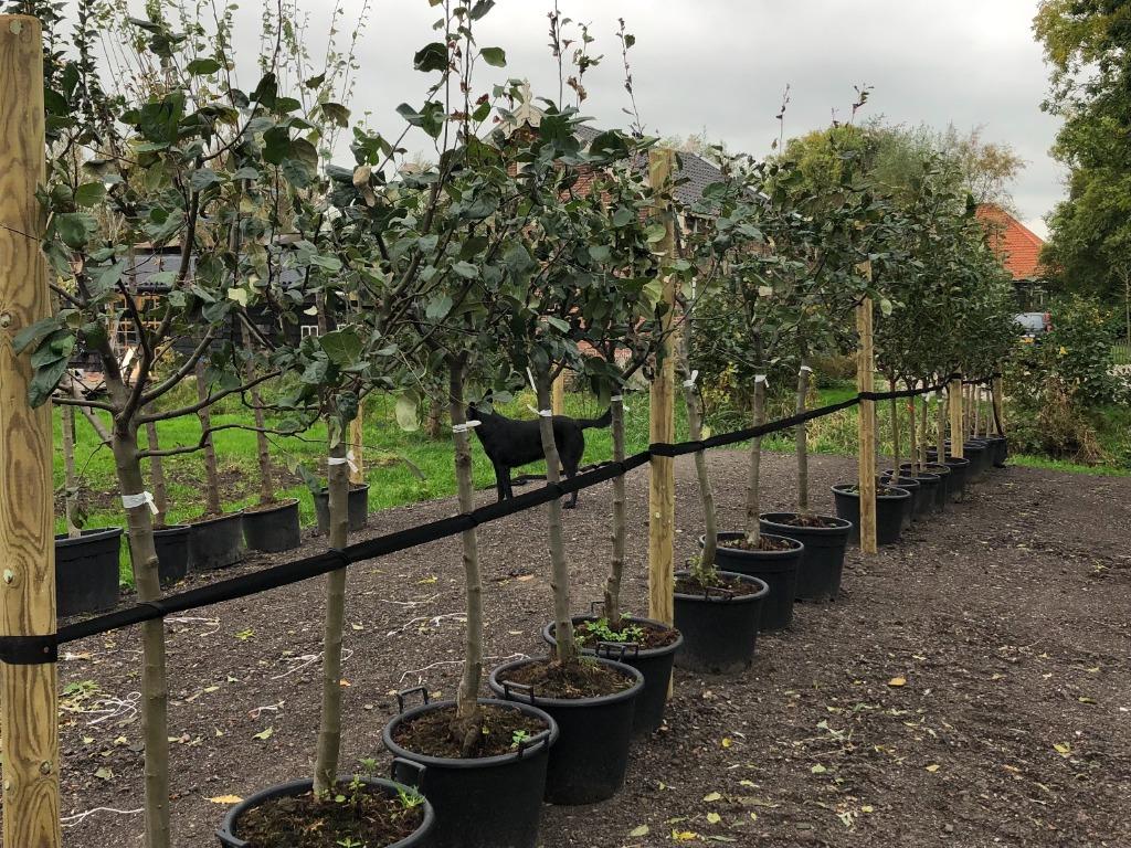 Fruitbomen Bomen in pot -  uitgebreid assortiment vanaf 65., Ophalen, Minder dan 100 cm, In pot, Lente