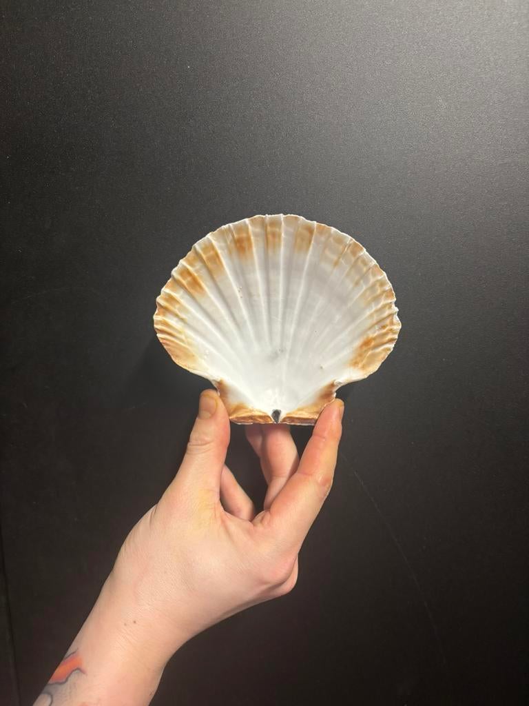 Sint jacob schelpen, Ophalen of Verzenden, Zo goed als nieuw