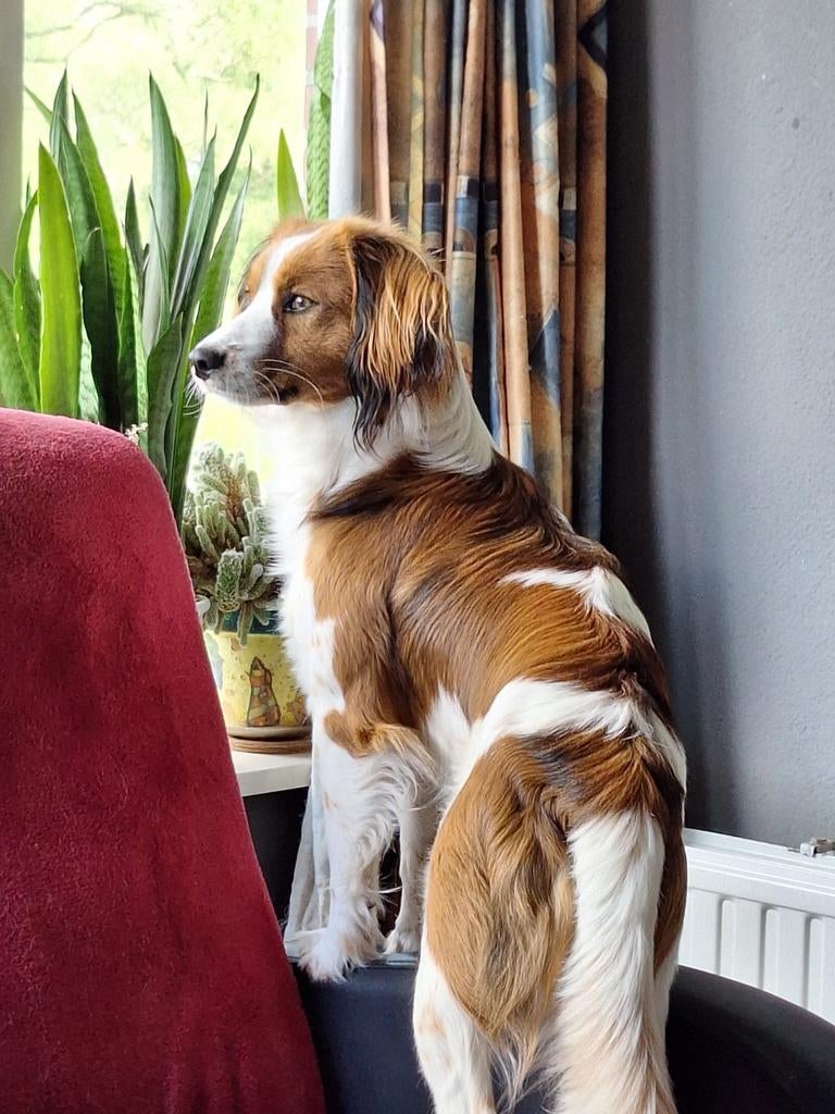 Staan ter dekking kooiker, Dieren en Toebehoren, Parvo, Reu, Meerdere, 3 tot 5 jaar