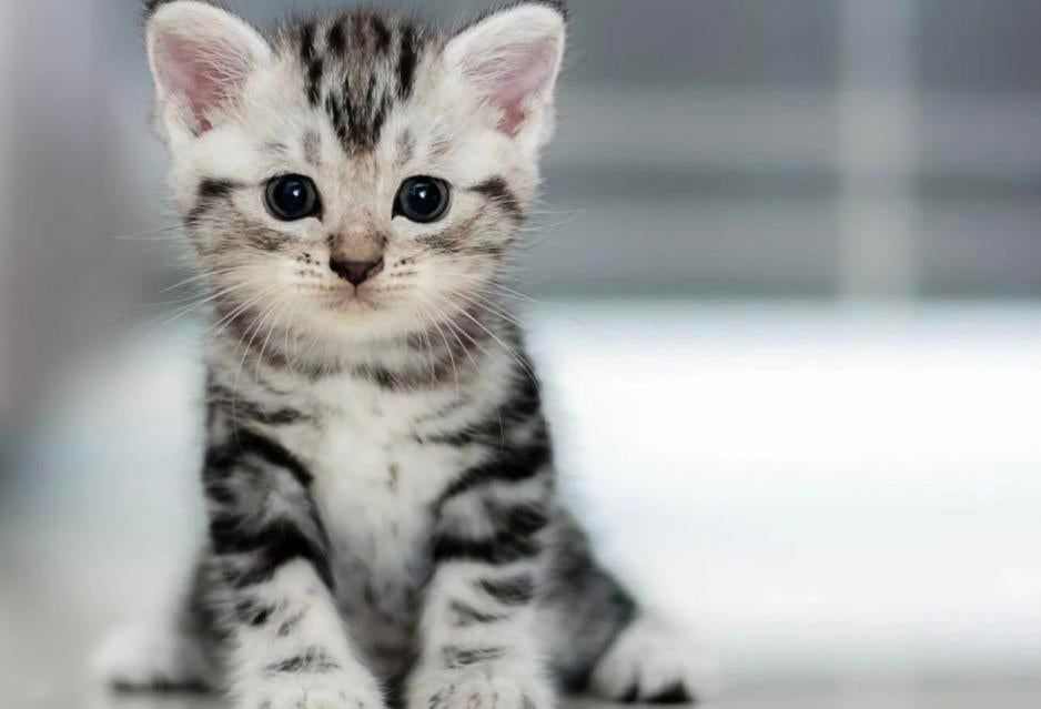 Opzoek naar een kitten, Dieren en Toebehoren, Ophalen of Verzenden