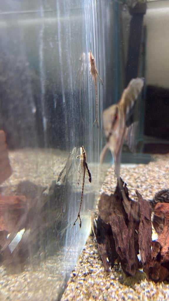 Sturisoma aureum, Vis