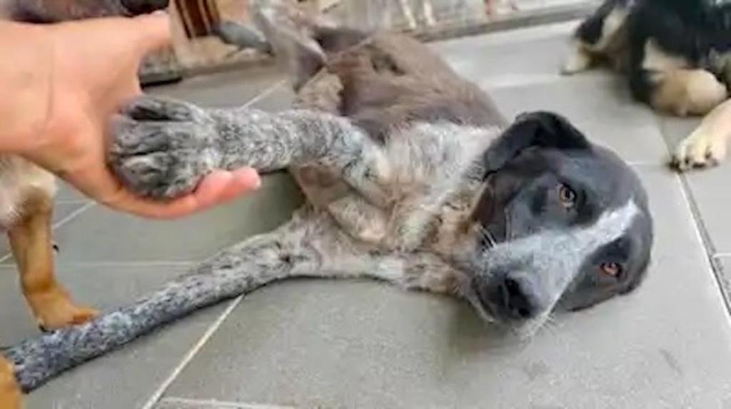 HART VAN GOUD VRIENDELIJKE BEAUTY CYNTHIA GROTE MIDDELMAAT, Particulier, 1 tot 2 jaar, Buitenland, Teef