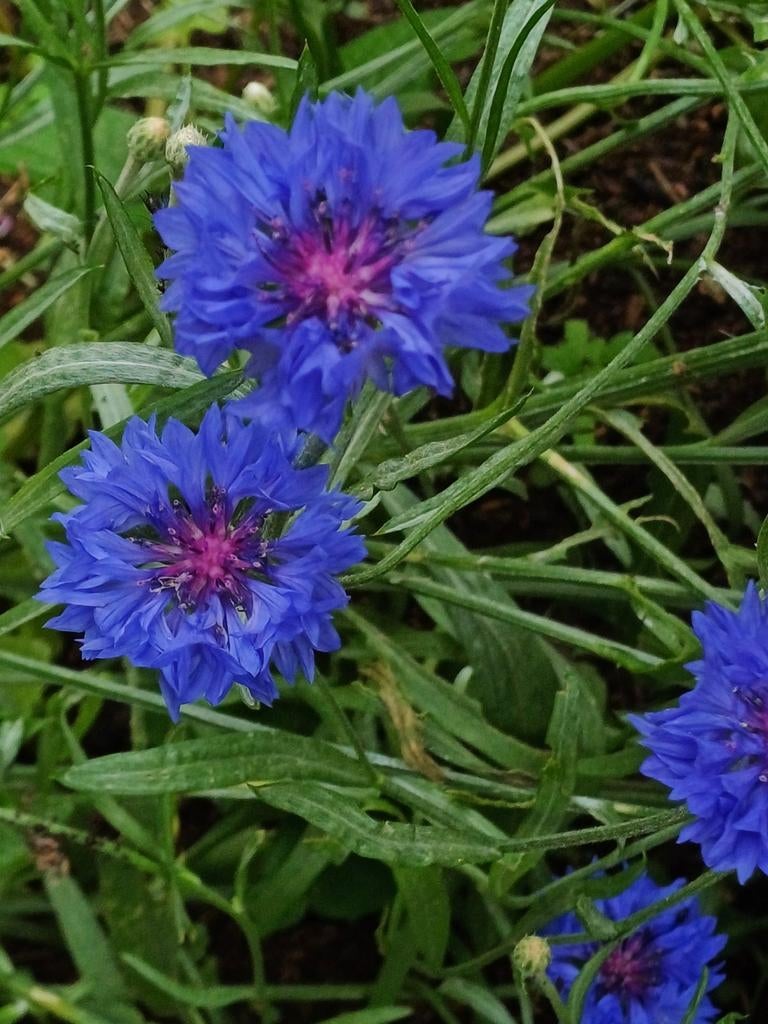 Korenbloem blauw, Ophalen of Verzenden, Volle zon