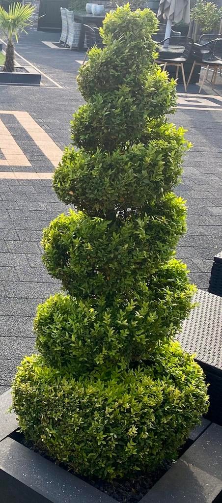 2 buxus spiralen +/- 150 hoog, Tuin en Terras, Planten | Bomen, Bloeit niet, Overige soorten, Minder dan 100 cm, Ophalen