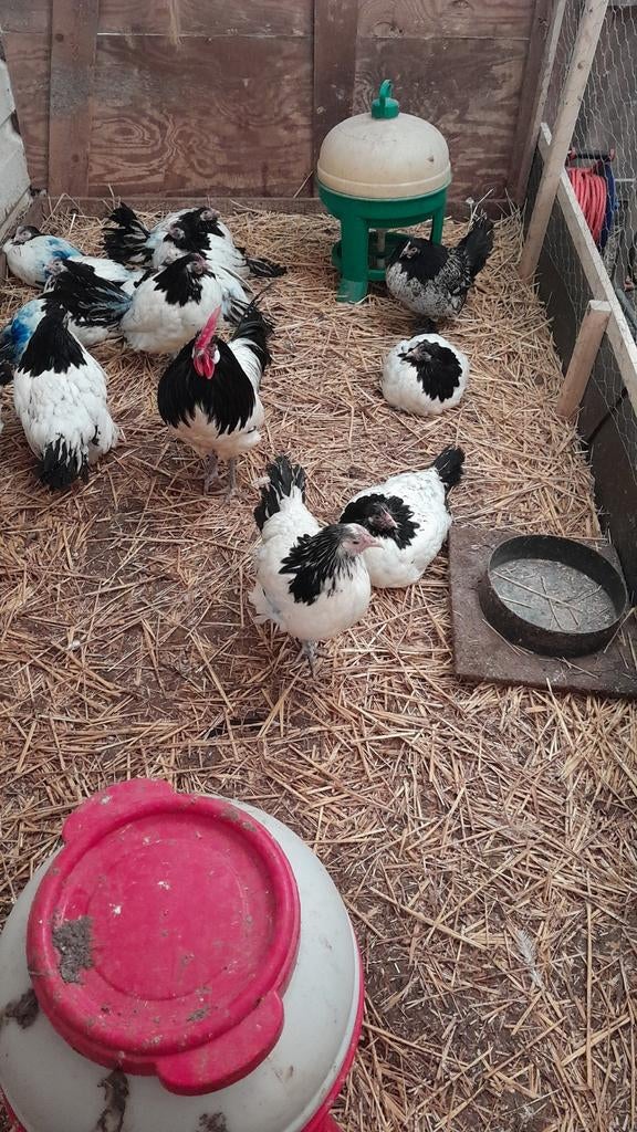 Sierkip kip Lakenvelder, Dieren en Toebehoren, Pluimvee, Kip, Vrouwelijk