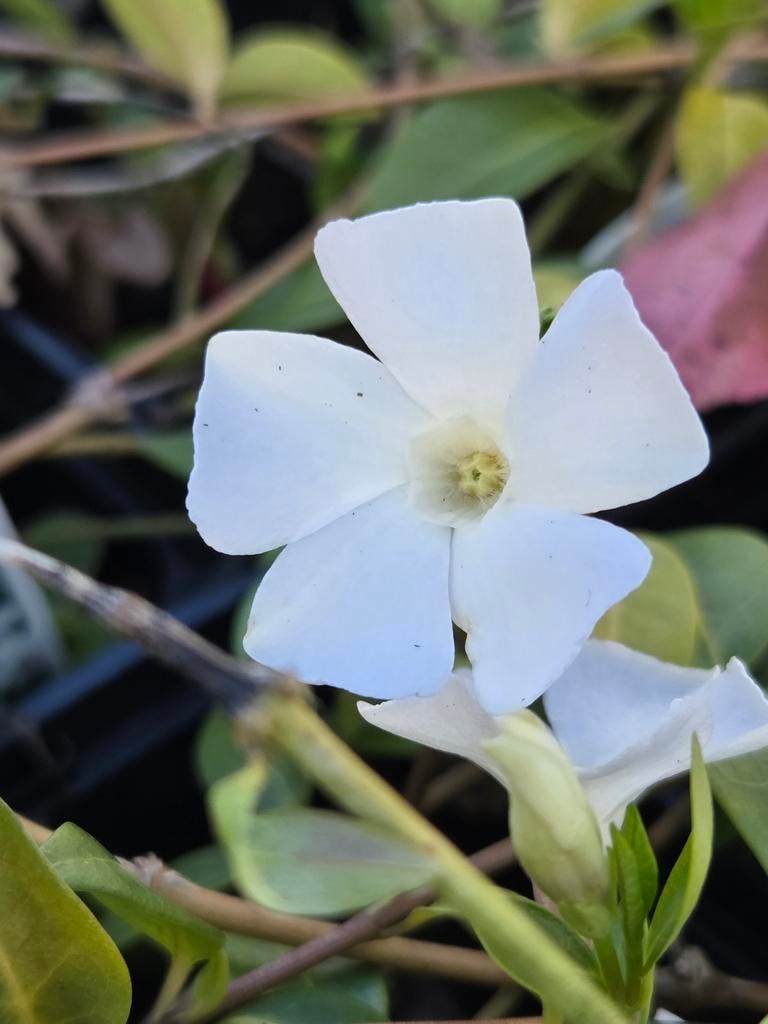 Vinca minor alba, maagdenpalm p9, Ophalen