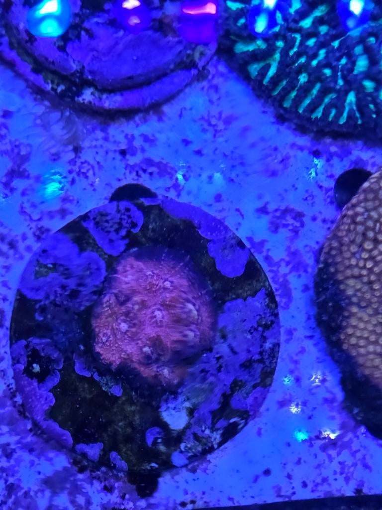 Echinophyllia pink bobbys, Dieren en Toebehoren, Ophalen, ., Overige typen, Nieuw