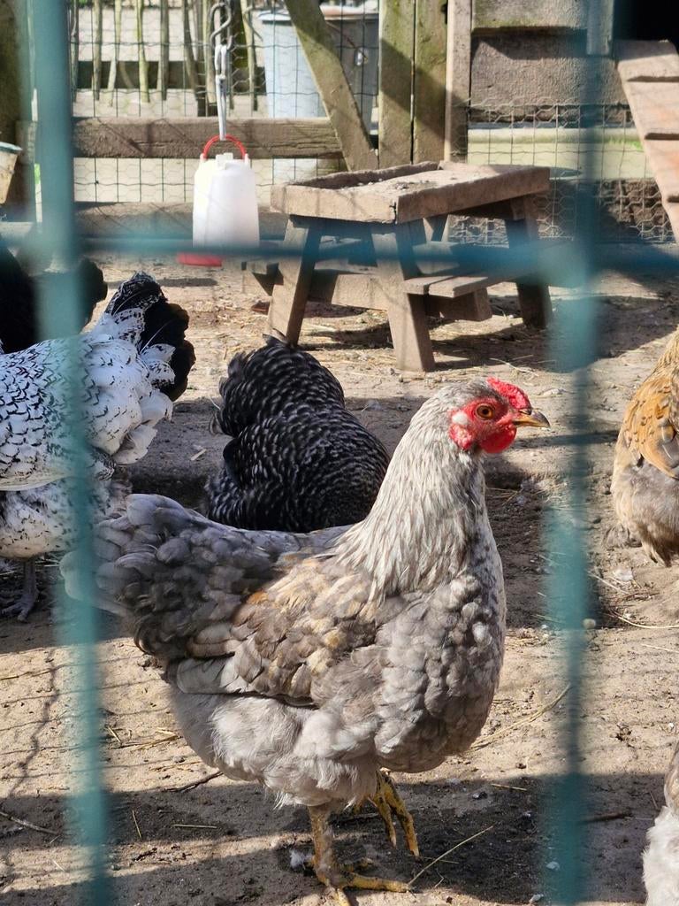 3 jonge Wyandotte kriel hanen, Dieren en Toebehoren, Pluimvee, Mannelijk, Kip