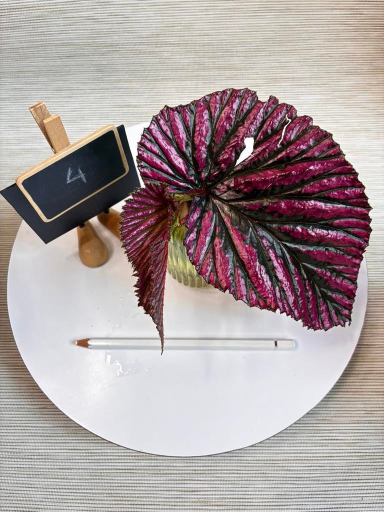 Begonia Brevirimosa ssp Exotica | Kopstek, Ophalen of Verzenden, Halfschaduw, Minder dan 100 cm