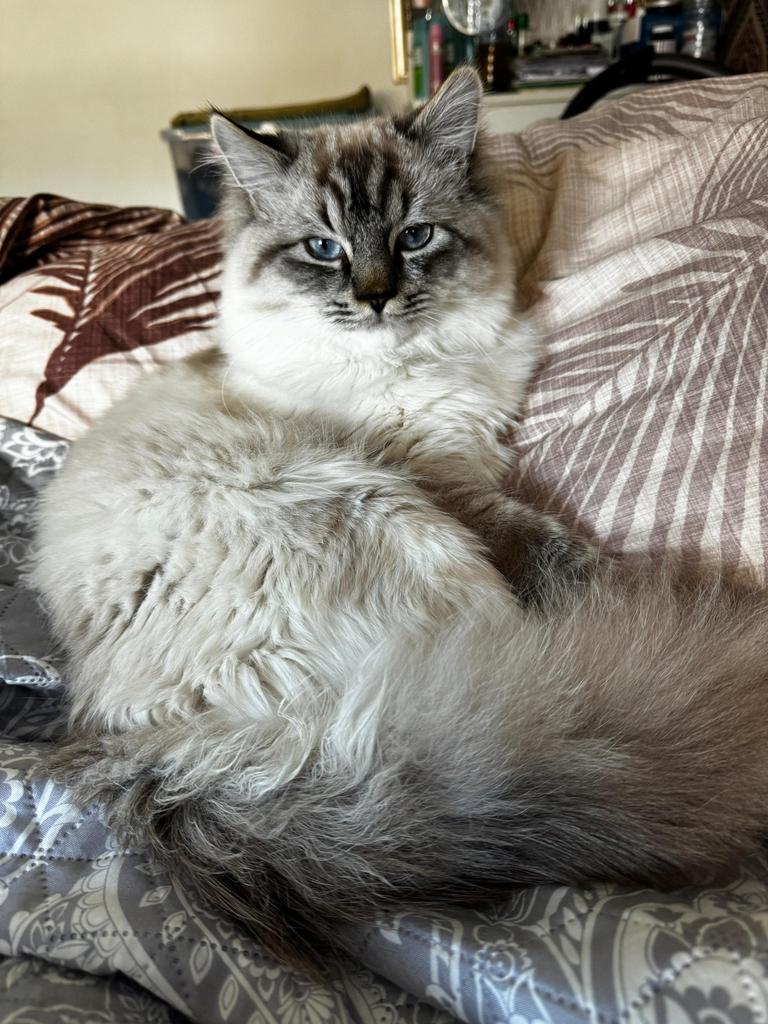 Dekkatter blue-mitted Ragdoll, Dieren en Toebehoren, Kater