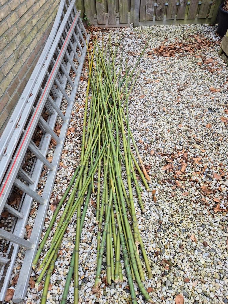 Bamboestokken, Ophalen, Eenjarig, Overige soorten, Volle zon