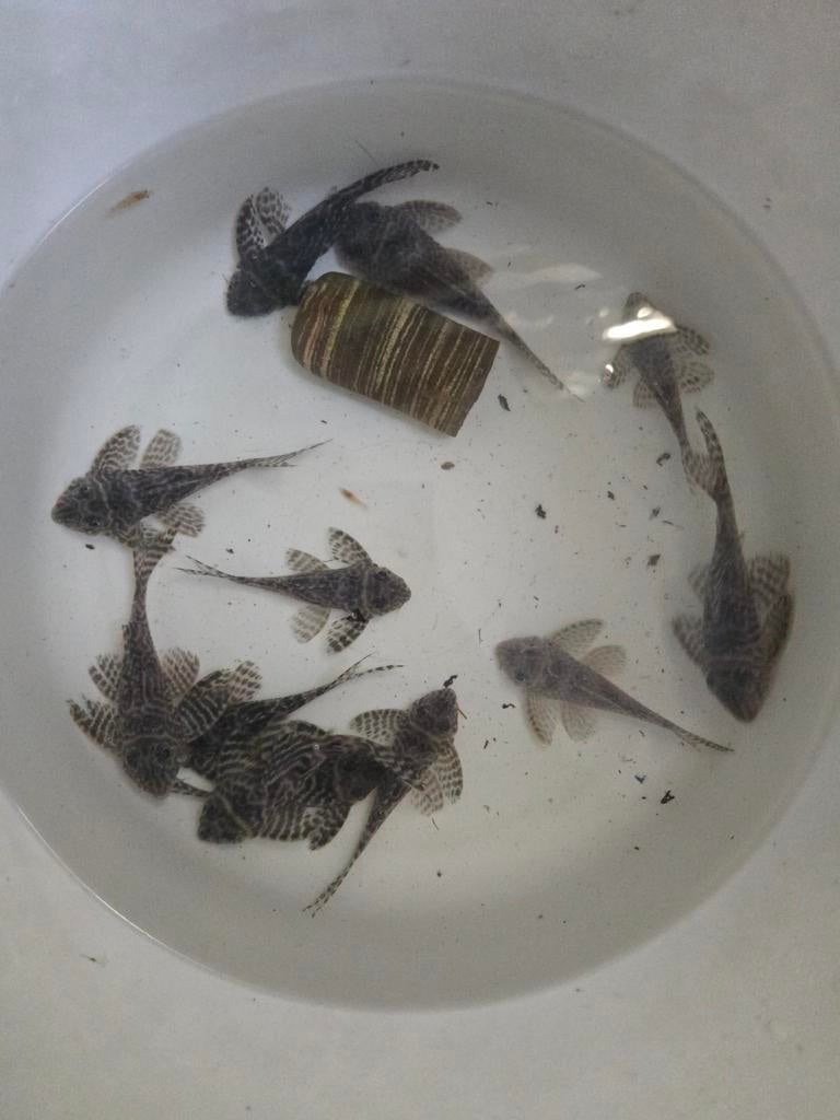 L066 12a13 vissen, Vis