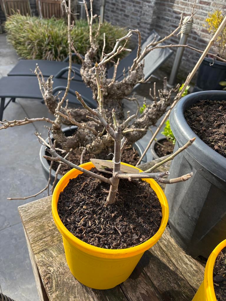 2 prachtige mini/ bonsai achtige vijgenboompjes in pot!!, Ophalen, Minder dan 100 cm, Volle zon, In pot