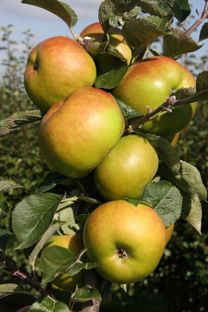 HOOGSTAM FRUITBOMEN, Ophalen, Lente, Overige soorten, Volle zon