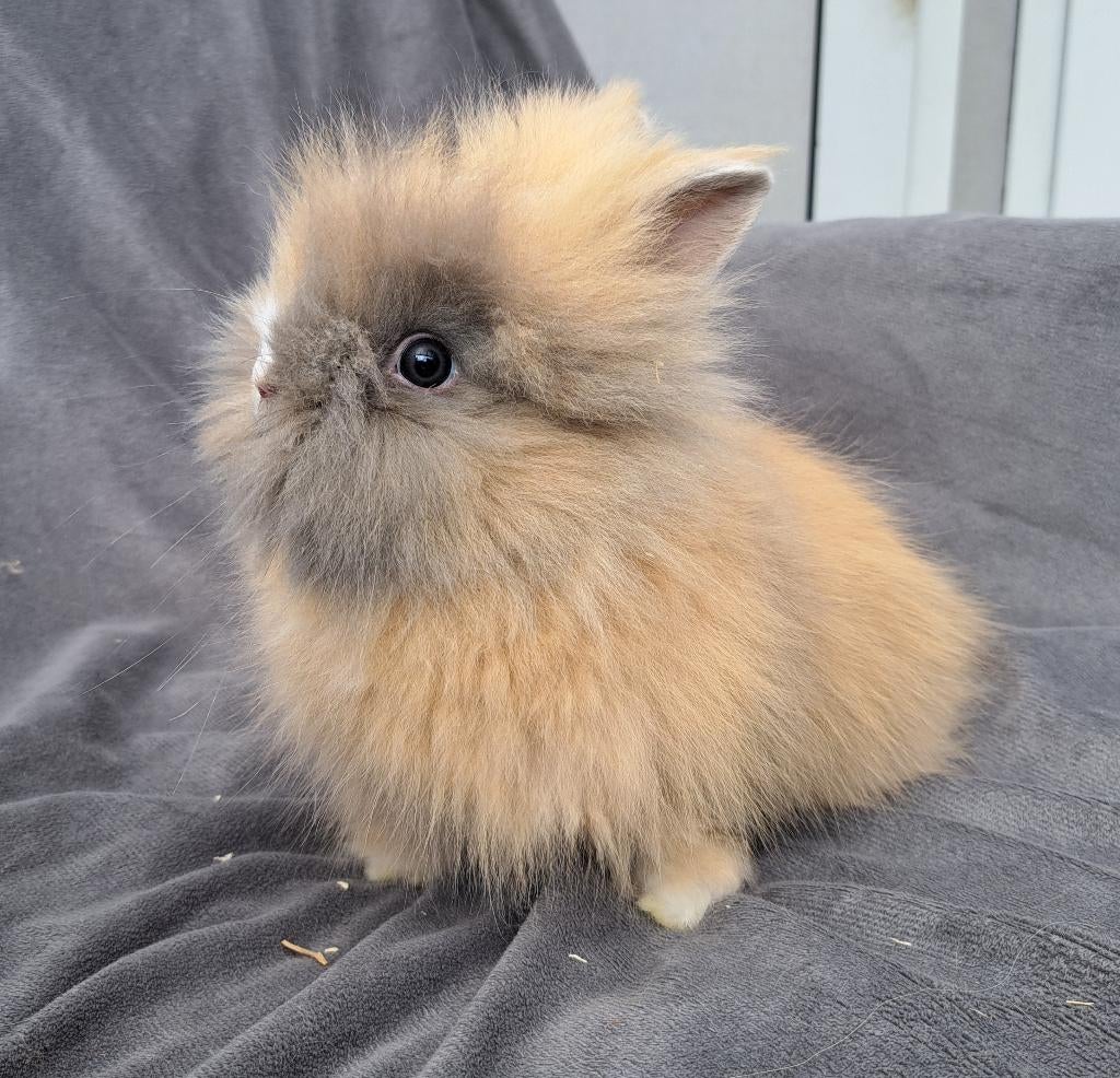 Teddy dwerg baby`s teddydwerg, Meerdere dieren, Dwerg