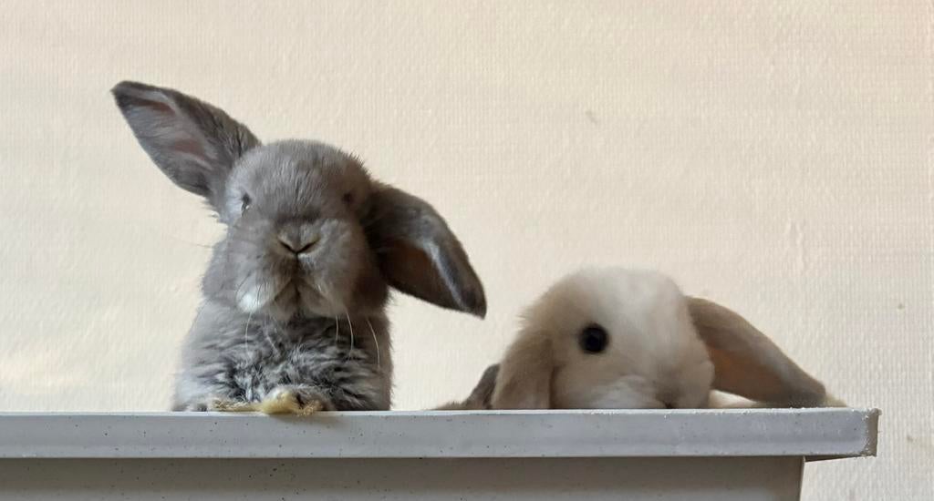 Jonge hangoor konijntjes, Meerdere dieren, Hangoor