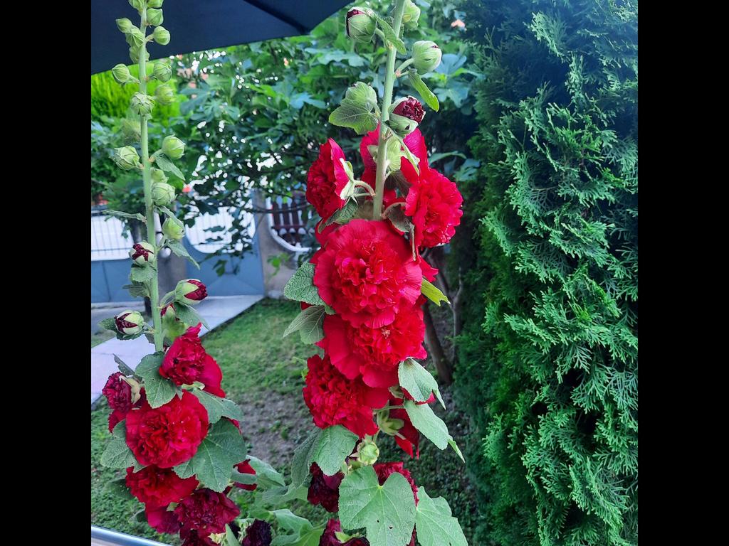 Zaden van stokrozen, Tuin en Terras, Ophalen of Verzenden, Volle zon
