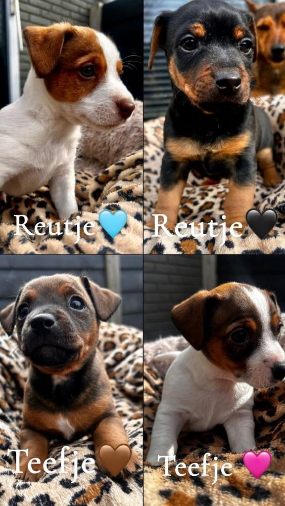 Lieve jack russels pup te koop . Gechipt en ingeënt, Jack Russell Terriër, 8 tot 15 weken, Meerdere, Meerdere dieren