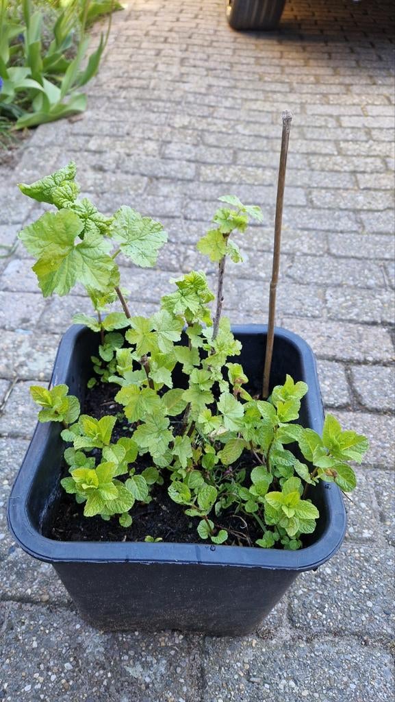 Rode bessen en munt in pot - Verse kruiden en fruitplant, Vaste plant, Ophalen of Verzenden, Halfschaduw, Zomer