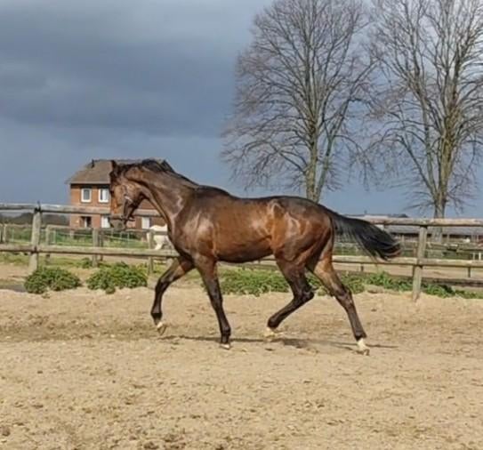 Prachtige grote 2 jarige springruin met veel potentie! ‼️, Dieren en Toebehoren, Paarden, Springpaard, Met stamboom, Ruin, 0 tot 2 jaar