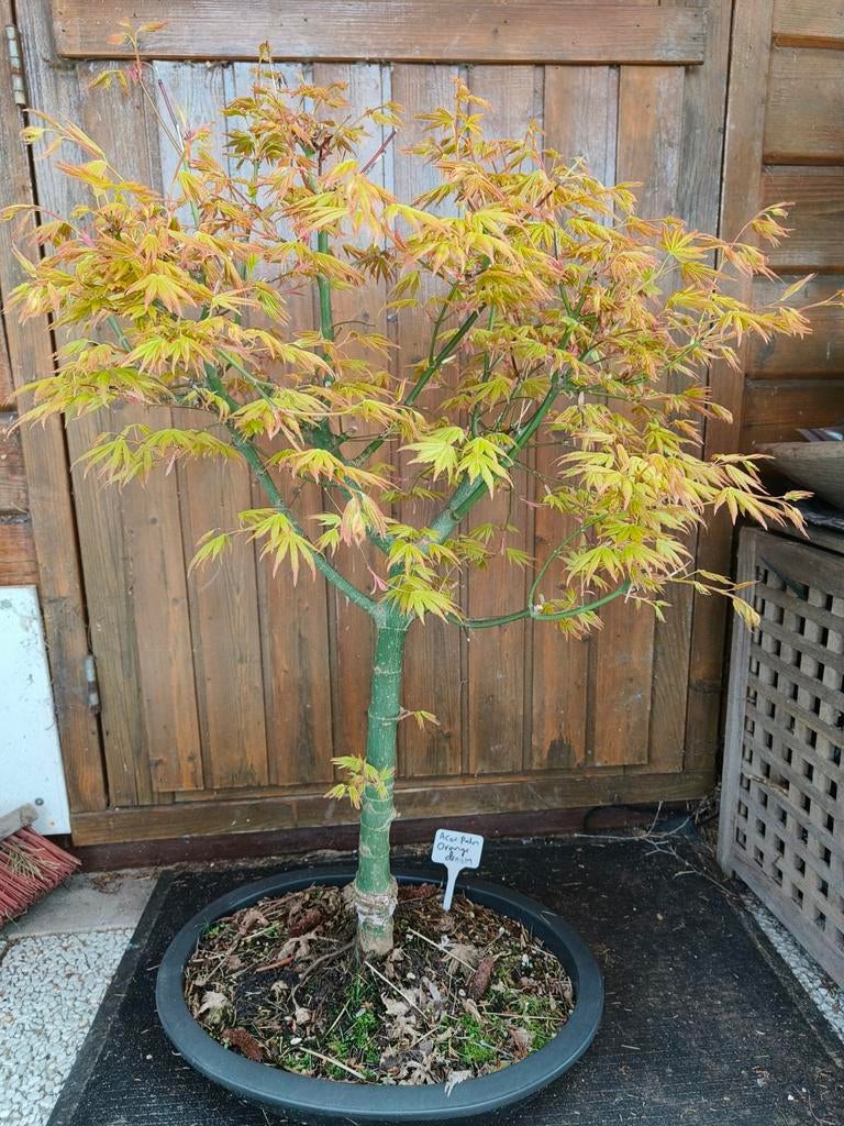 Bonsai Acer palmatum Orange dream., Ophalen, Bloeit niet, Halfschaduw, Overige soorten
