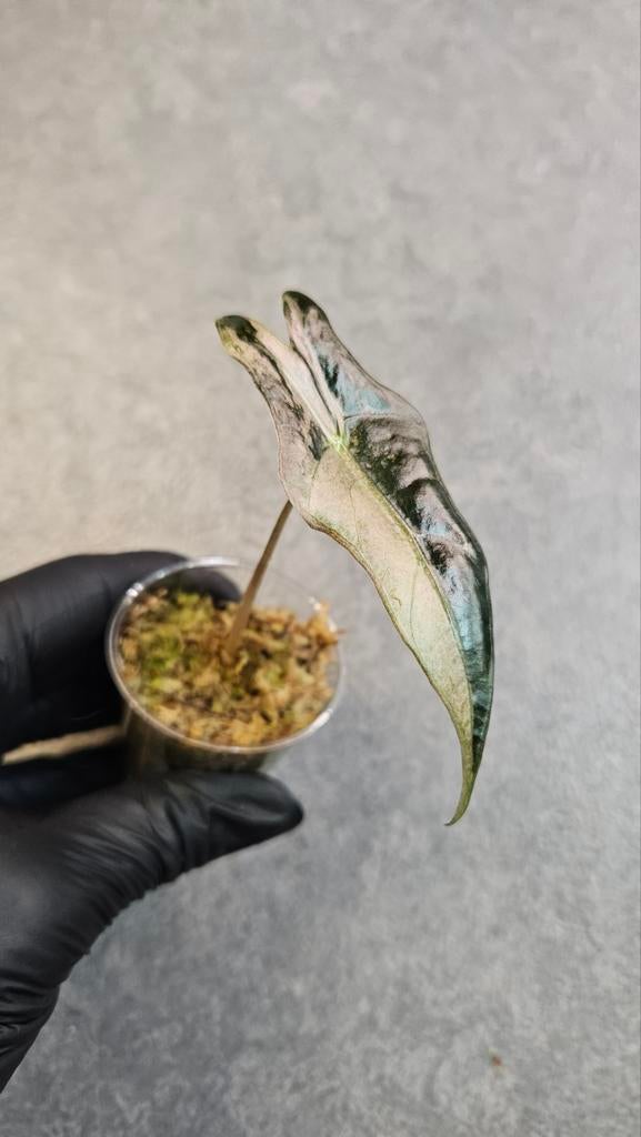 Alocasia Nobilis Pink Variegata, Huis en Inrichting, Ophalen of Verzenden, Halfschaduw, Minder dan 100 cm