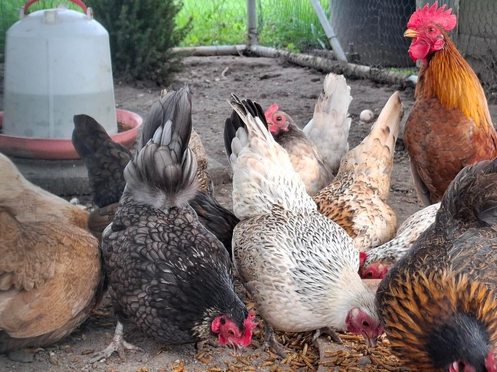 Broedeieren van Serama, Dieren en Toebehoren, Geslacht onbekend, Kip