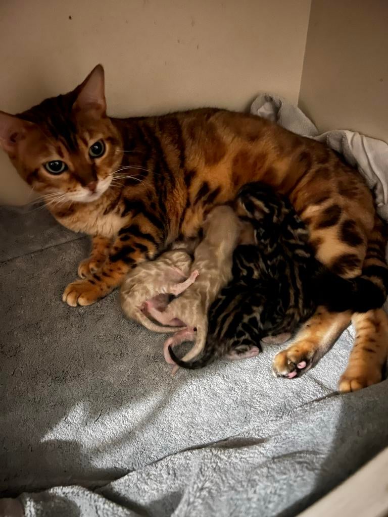 Bengaal kittens met stamboom, Dieren en Toebehoren, Meerdere dieren, Ingeënt