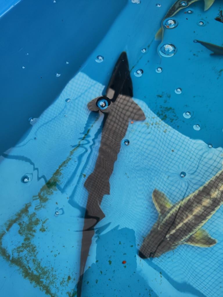 Baeri steur 60-70 cm desgewenst bezorgd aan huis, Dieren en Toebehoren, Steur