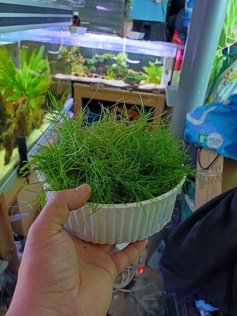 Guppy grass aquarium plant, Ophalen of Verzenden, Nieuw, Plant(en), Steen of Hout