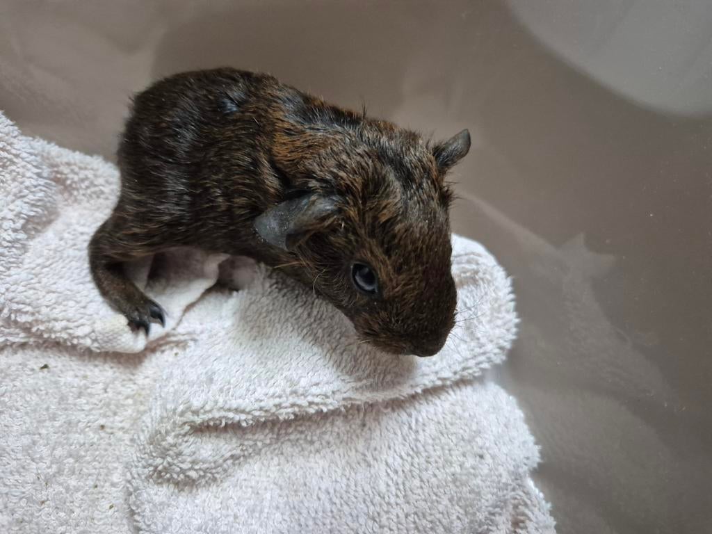 Skinnydrager zeugje goud agouti, Vrouwelijk, Tam, Maart, Cavia